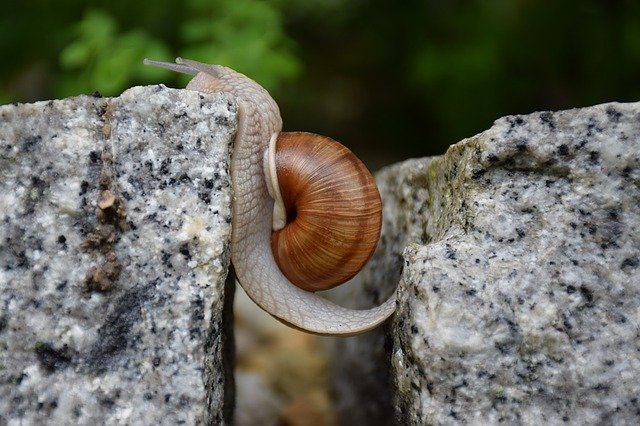 A snail is sliding from a rock to another, going over a gap