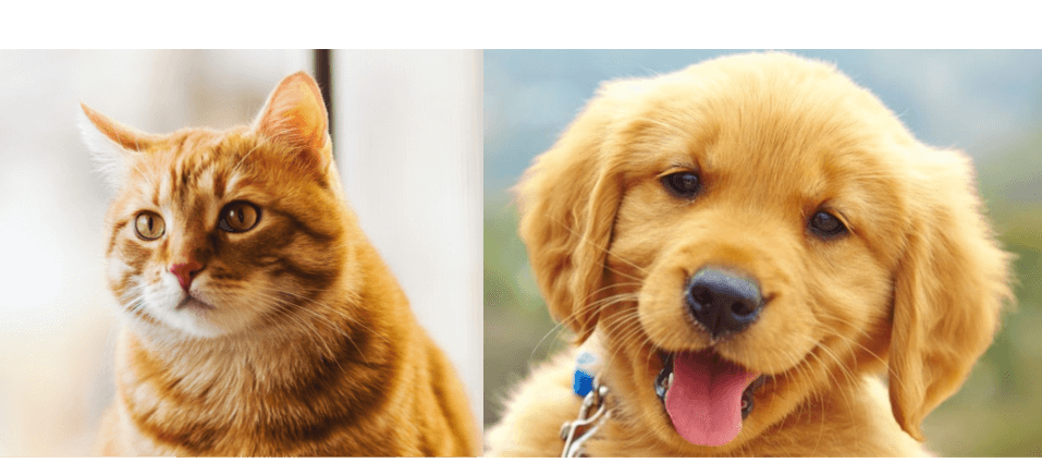An image of a cat and a golden retriver puppy are collated side-by-side